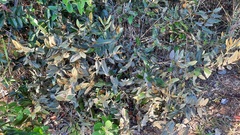 Duguetia furfuracea