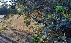 Duguetia furfuracea