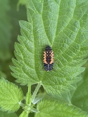 Harmonia axyridis