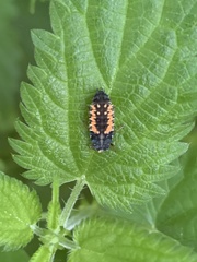 Harmonia axyridis