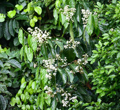 Nectandra pulverulenta