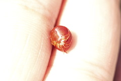 Hydrachna geographica