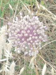 Allium polyanthum