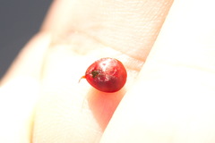 Hydrachna geographica