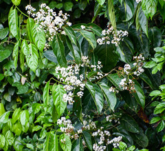Nectandra pulverulenta