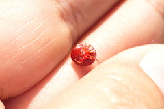 Hydrachna geographica