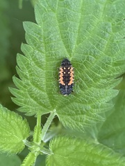 Harmonia axyridis