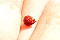 Hydrachna geographica