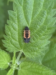 Harmonia axyridis