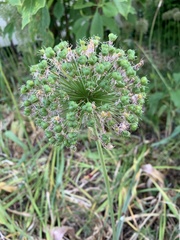 Allium oleraceum