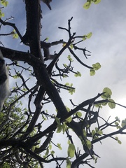 Amphipterygium simplicifolium