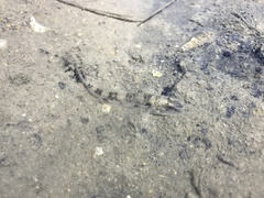 Acentrogobius caninus