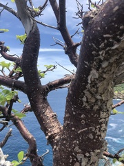 Amphipterygium simplicifolium