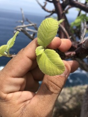 Amphipterygium simplicifolium