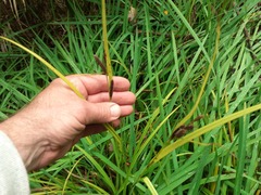 Carex lambertiana
