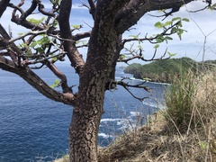 Amphipterygium simplicifolium