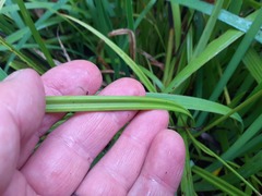 Carex lambertiana