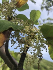 Amphipterygium simplicifolium