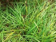 Carex lambertiana