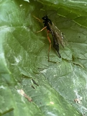 Ichneumonidae