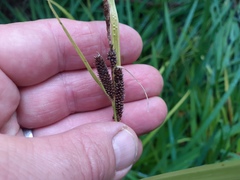 Carex lambertiana