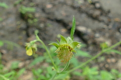 Geum × intermedium