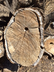 Myrtillocactus geometrizans