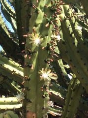 Myrtillocactus geometrizans