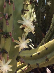 Myrtillocactus geometrizans