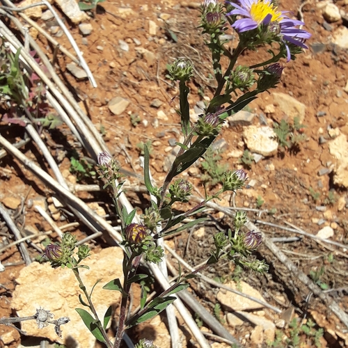 Image of Symphyotrichum carnerosanum by (c) José Gerardo Velasco, some rights reserved (CC BY-SA)