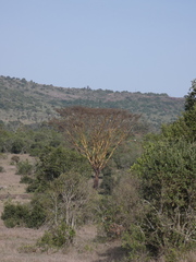 Vachellia xanthophloea