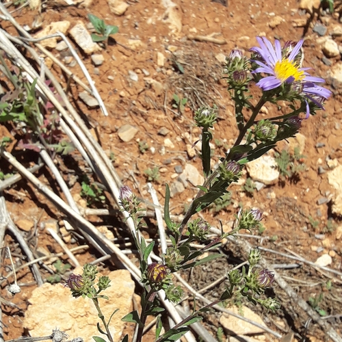 Image of Carneros Aster (Symphyotrichum carnerosanum) by (c) José Gerardo Velasco, some rights reserved (CC BY-SA)