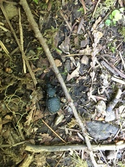 Cychrus tuberculatus