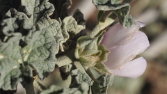 Malacothamnus enigmaticus