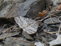 Evergestis sophialis