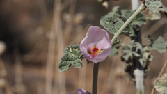 Malacothamnus enigmaticus