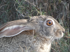 Lepus victoriae
