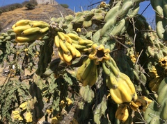 Cylindropuntia imbricata