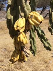 Cylindropuntia imbricata