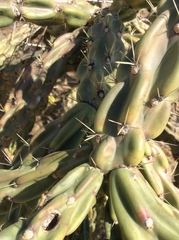 Cylindropuntia imbricata