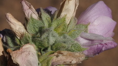 Malacothamnus enigmaticus