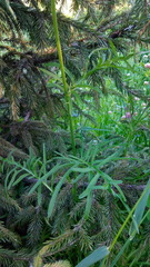 Centaurea scabiosa scabiosa