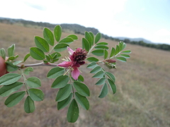 Indigofera schimperi
