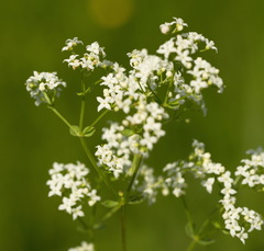 Galium × pseudoboreale