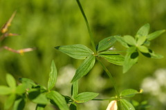 Galium × pseudoboreale