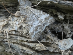 Evergestis sophialis