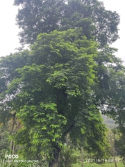 Dalbergia lanceolaria