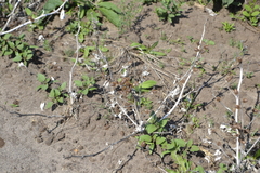 Xanthium orientale riparium