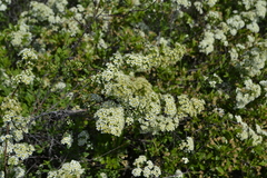 Spiraea crenata