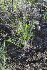 Psephellus marschallianus